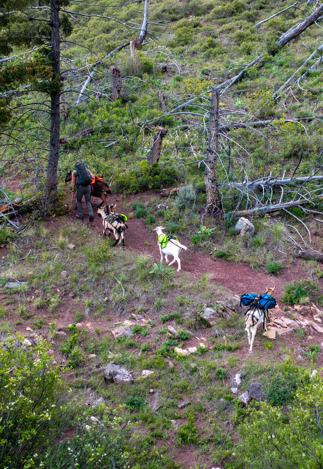 Backpacking With Goats In Montana Pinnacle Pursuit 1
