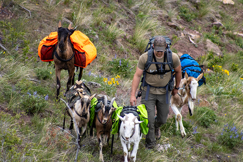 Why Use Pack Goats When Hiking Backcountry In Montana 2 Why Use Pack Goats When Hiking Backcountry In Montana 2