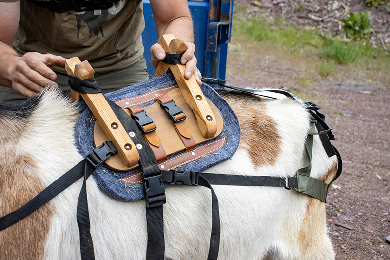 Why Use Pack Goats When Hiking Backcountry In Montana 3