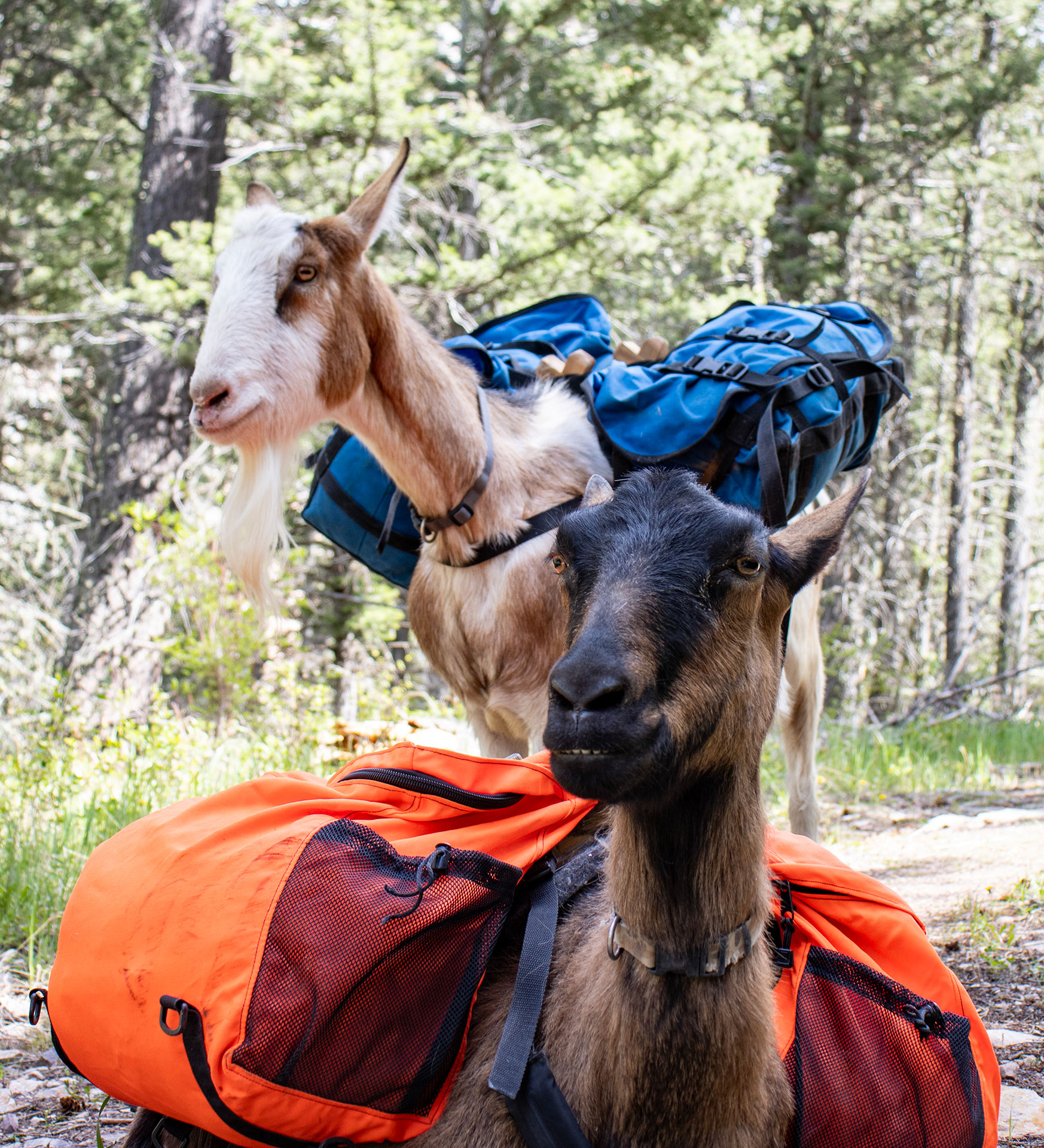 Why Use Pack Goats When Hiking Backcountry In Montana